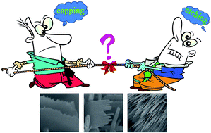 Graphical abstract: Fine control over the morphology and photocatalytic activity of 3D ZnO hierarchical nanostructures: capping vs. etching